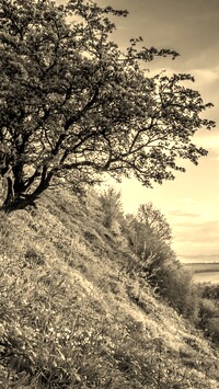 Sepia