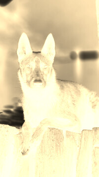 Sepia + Negatyw