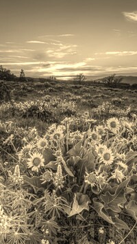 Szary + Sepia