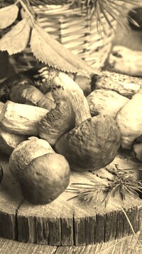 Szary + Sepia