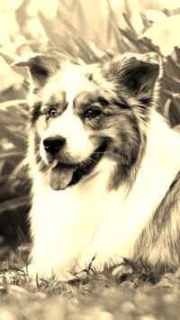 Sepia