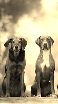 Szary + Sepia