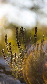 Oryginalny obrazek
