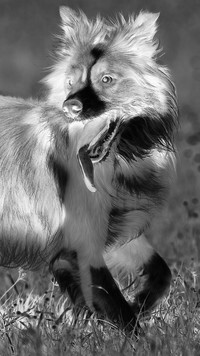 Szary + Negatyw