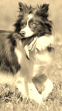 Szary + Sepia