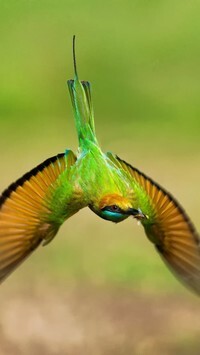 Oryginalny obrazek