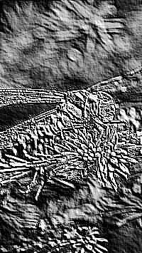 Skamielina