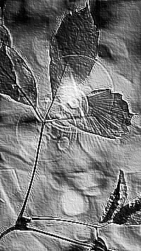 Skamielina