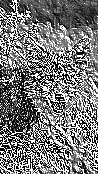 Skamielina