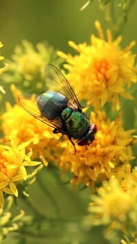 Oryginalny obrazek