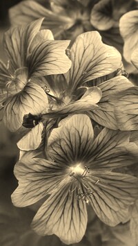 Szary + Sepia