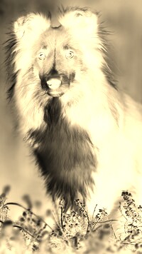 Sepia + Negatyw