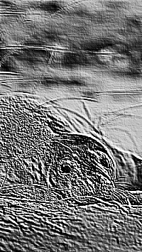 Skamielina