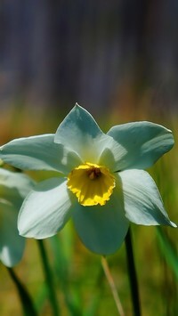 Oryginalny obrazek