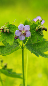 Oryginalny obrazek