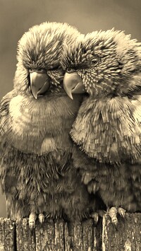 Szary + Sepia