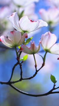 Oryginalny obrazek