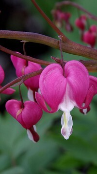 Oryginalny obrazek