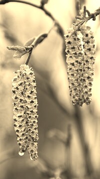 Szary + Sepia