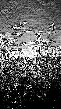 Skamielina