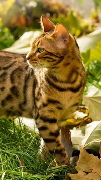 Oryginalny obrazek