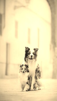 Szary + Sepia