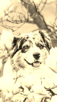 Szary + Sepia