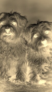 Sepia + Negatyw