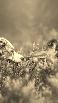 Szary + Sepia