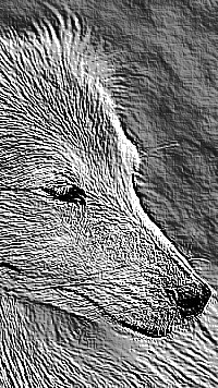 Skamielina