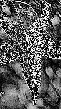 Skamielina