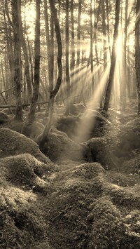 Szary + Sepia