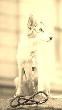 Szary + Sepia