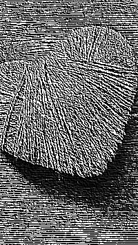 Skamielina