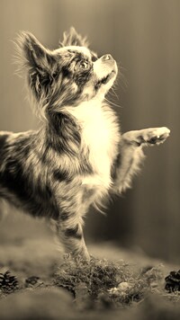 Szary + Sepia