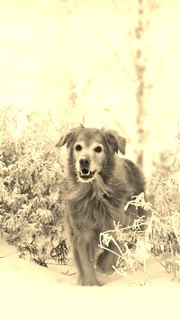 Szary + Sepia