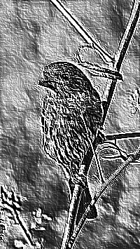 Skamielina