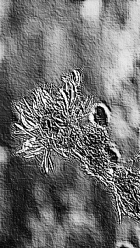 Skamielina