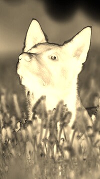 Sepia + Negatyw