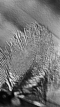 Skamielina
