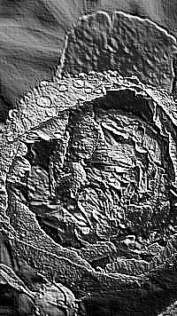 Skamielina