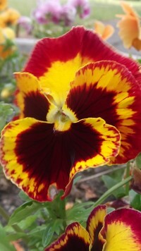 Oryginalny obrazek