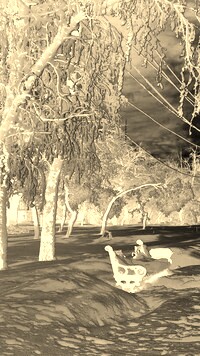 Sepia + Negatyw