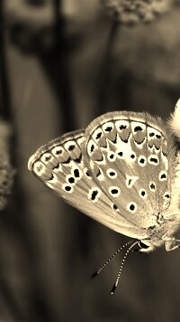 Szary + Sepia