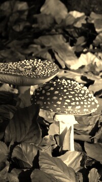 Szary + Sepia