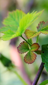 Oryginalny obrazek
