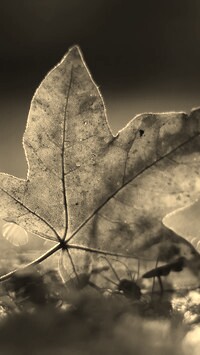Szary + Sepia