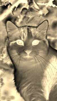 Sepia + Negatyw
