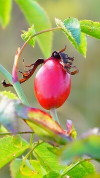 Oryginalny obrazek