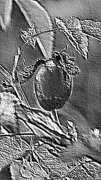Skamielina